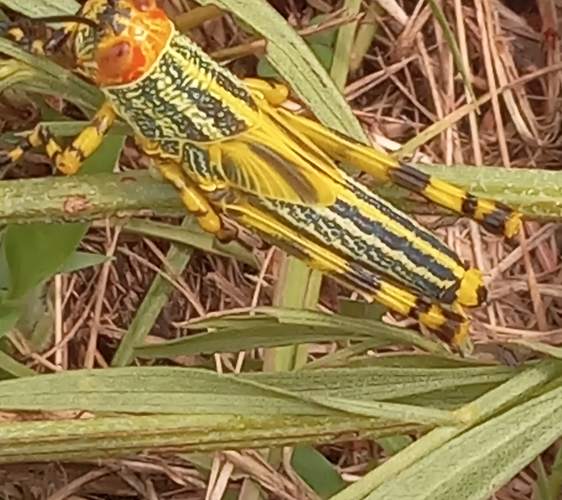 Langosta elegante del arbusto - Zonocerus elegans